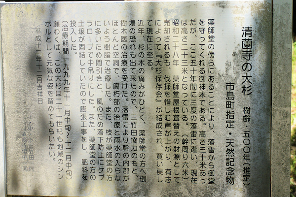 清薗寺の大杉説明板