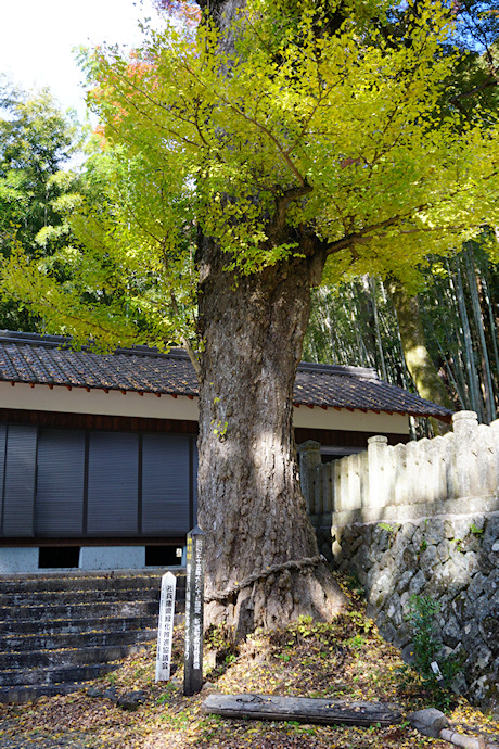 篠首八幡神社のイチョウ