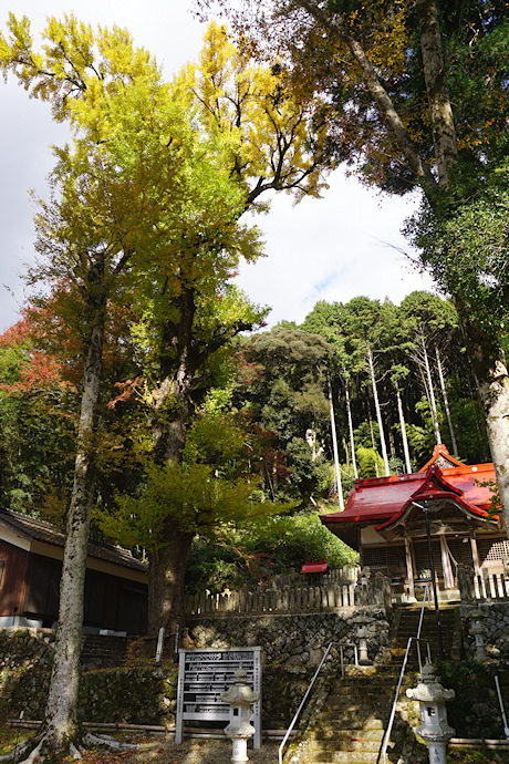 篠首八幡神社のイチョウ