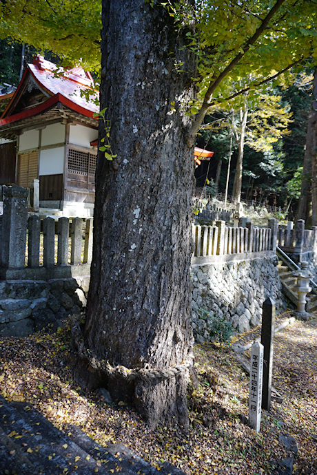 篠首八幡神社のイチョウ