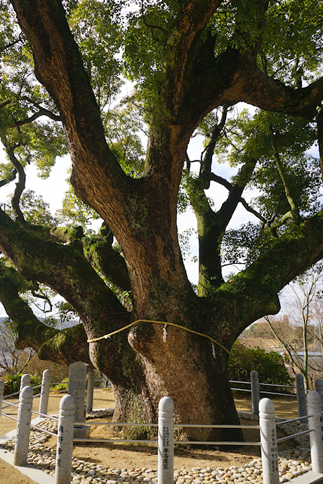 志筑神社のクスノキ