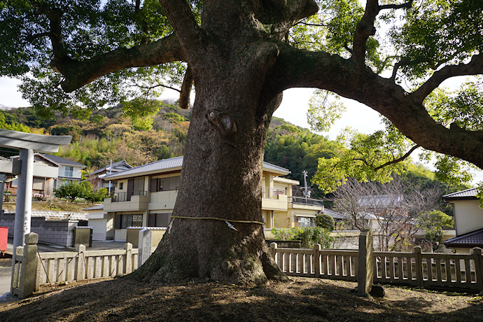 志筑別神社の楠