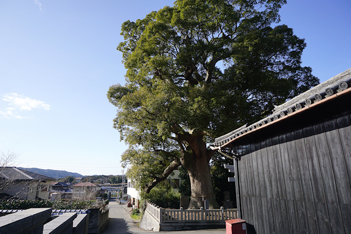 志筑別神社のクス