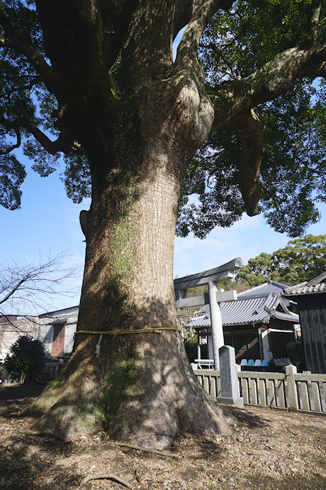 志筑別神社の楠（薬師之大楠）