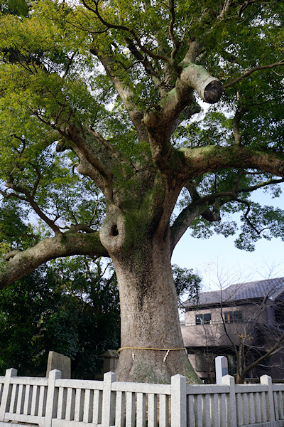 志筑別神社の楠