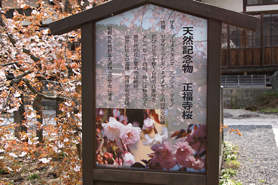 正福寺桜　説明板
