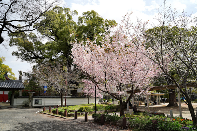 夙川舞桜（六湛寺公園）