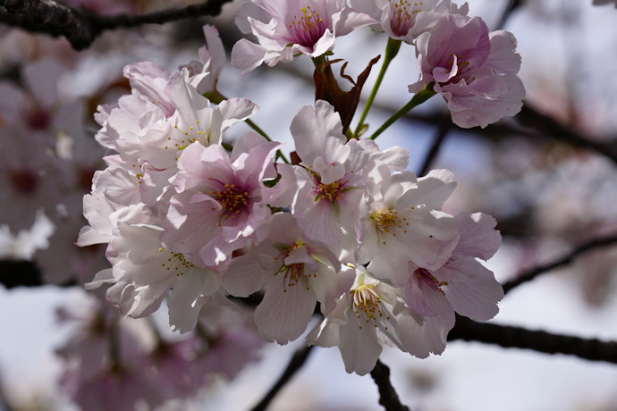 夙川舞桜