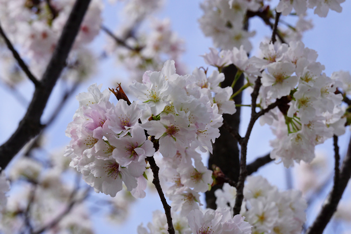 夙川舞桜