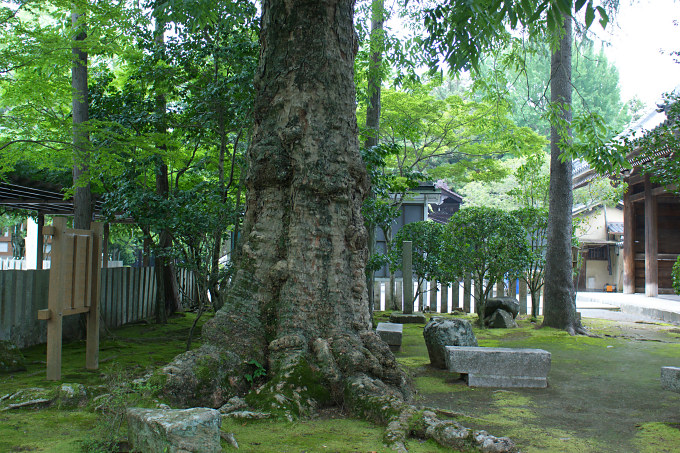 多田神社のムクロジ