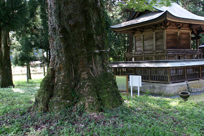 田川神社の大ケヤキ