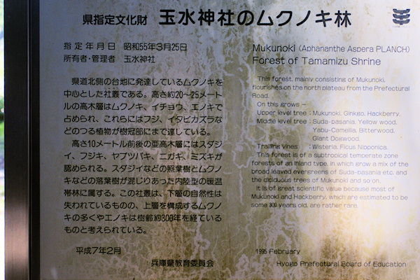 玉水神社のムクノキ林　説明板
