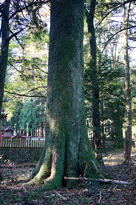 立岩神社のフジキ（２）