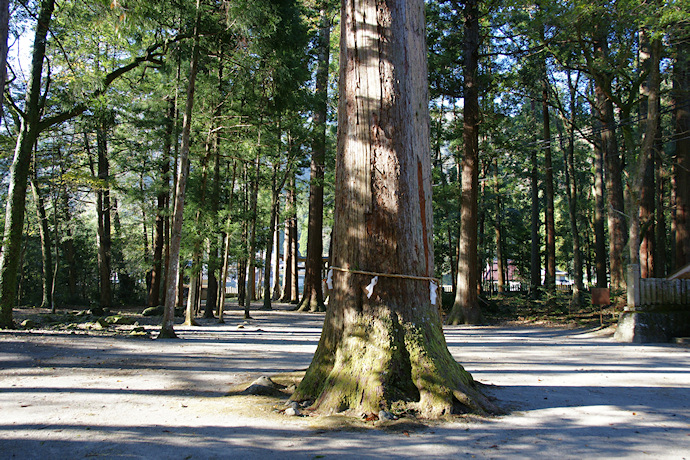 立岩神社の大杉