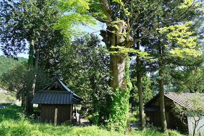 遠阪鹿島神社のケヤキ