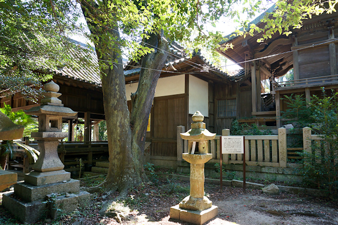 都志八幡神社のナギの大木