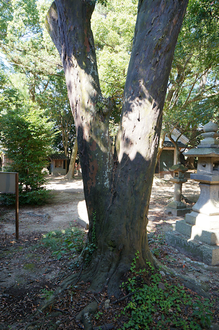 都志八幡神社のナギの大木