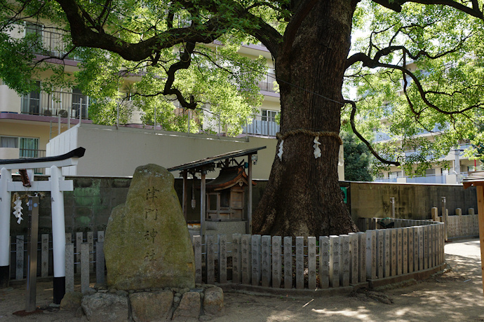 津門神社のクスノキ