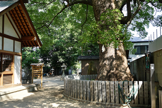 津門神社のクスノキ
