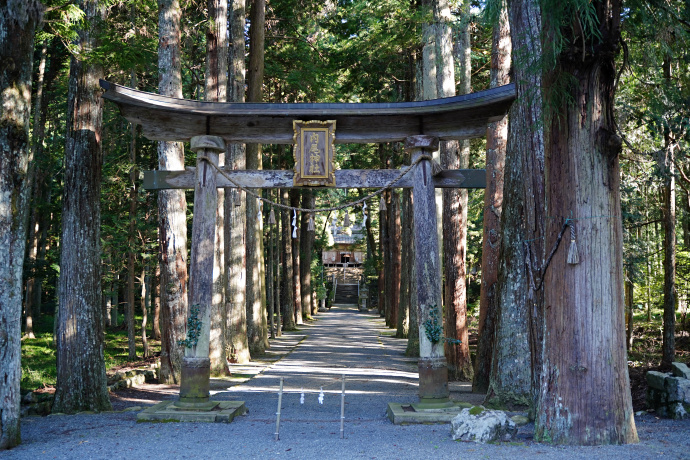 内尾神社のスギ