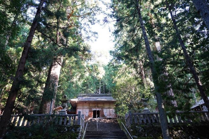 内尾神社のスギと拝殿