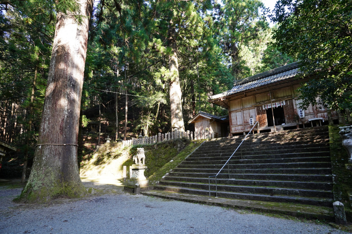 内尾神社のスギ（左）