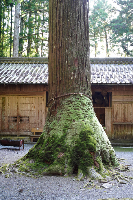 内尾神社のスギ（右）