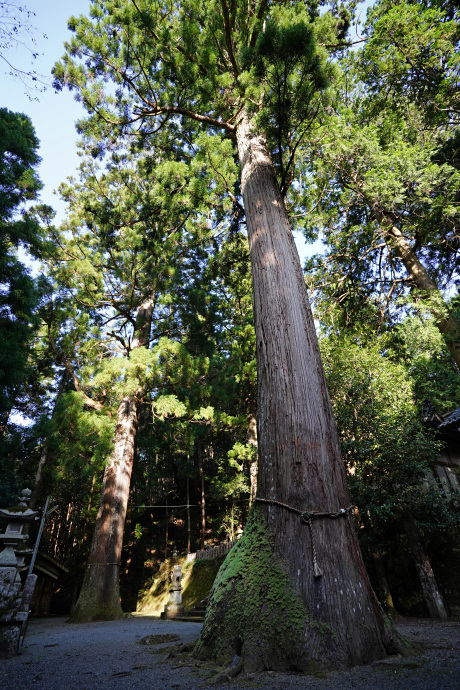 内尾神社の2本のスギ