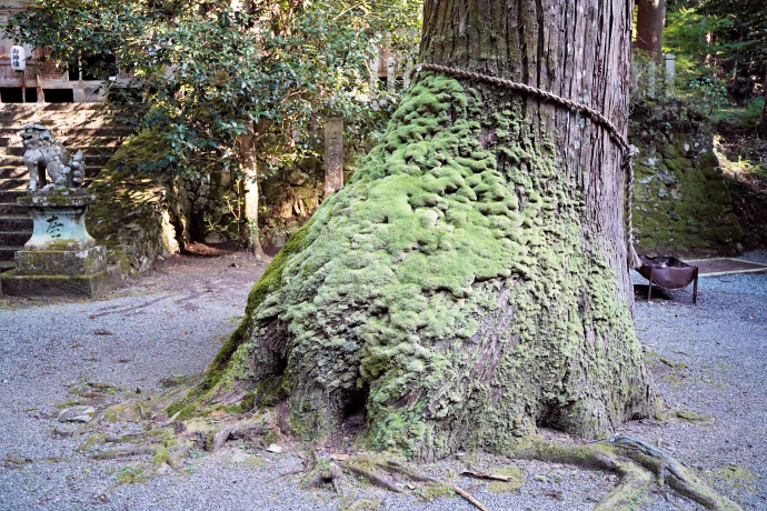 内尾神社のスギ（右）