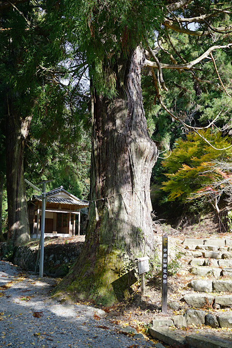 宇府山神社参道の杉