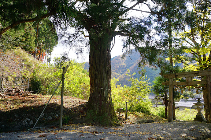 宇府山神社参道の杉