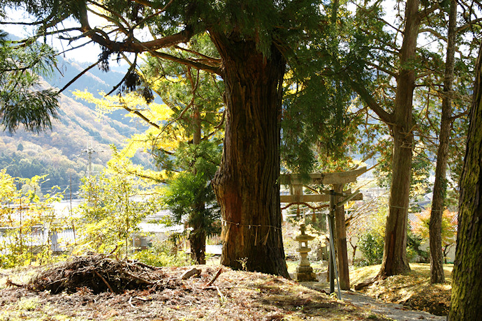 宇府山神社参道の杉