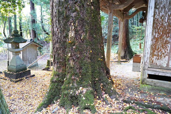 歌長神社のイチョウ