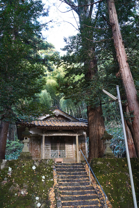 歌長神社のイチョウ