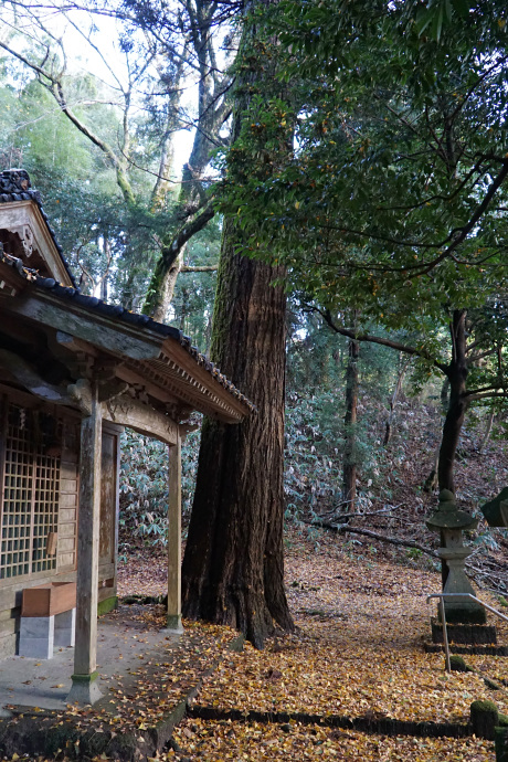 歌長神社のイチョウ