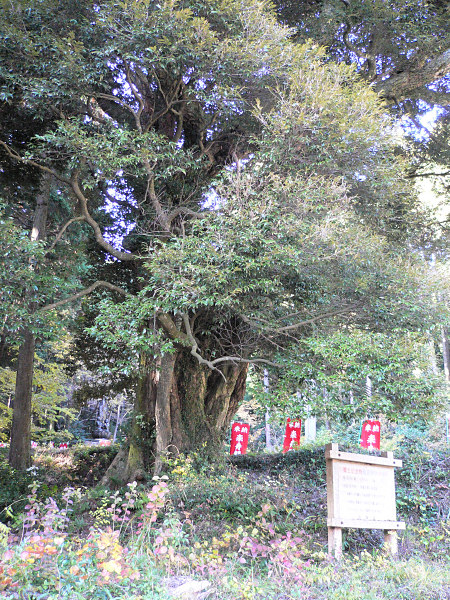 和田寺のツブラジイ