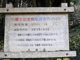 和田寺のツブラジイ説明板