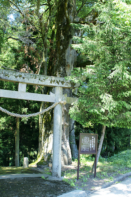 山神社のケヤキ１