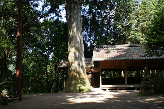 山口神社のスギ