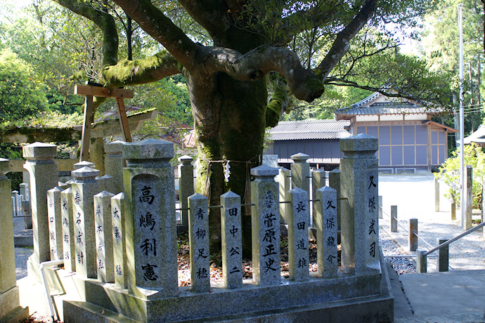 山崎八幡神社のモッコク