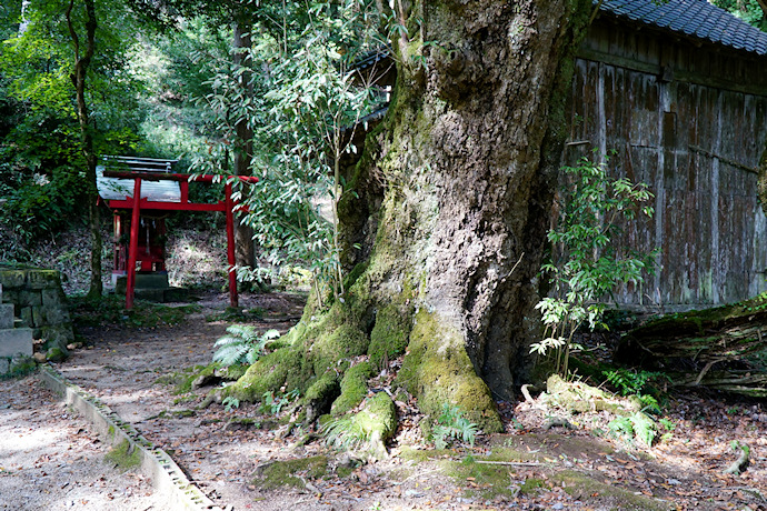 八坂神社のシラカシ