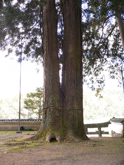 熊野新宮神社の杉