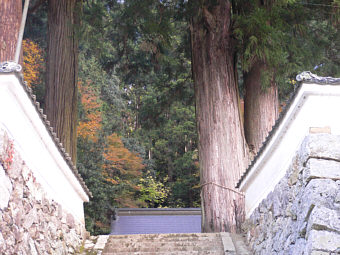 熊野新宮神社のスギ