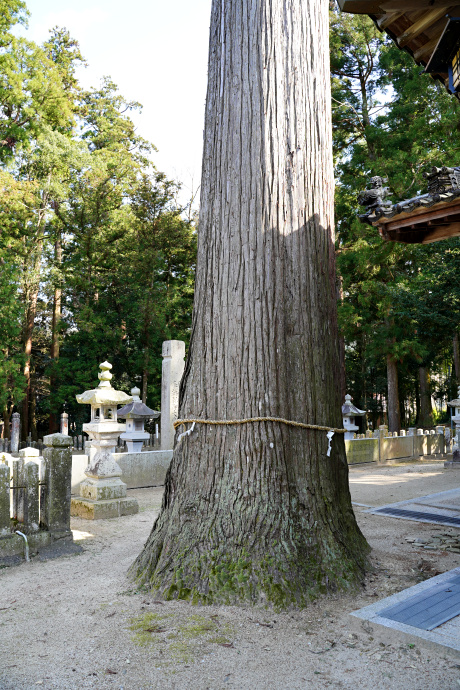 與位神社の大スギ