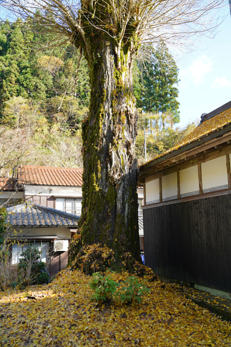 善住寺のイチョウ_2