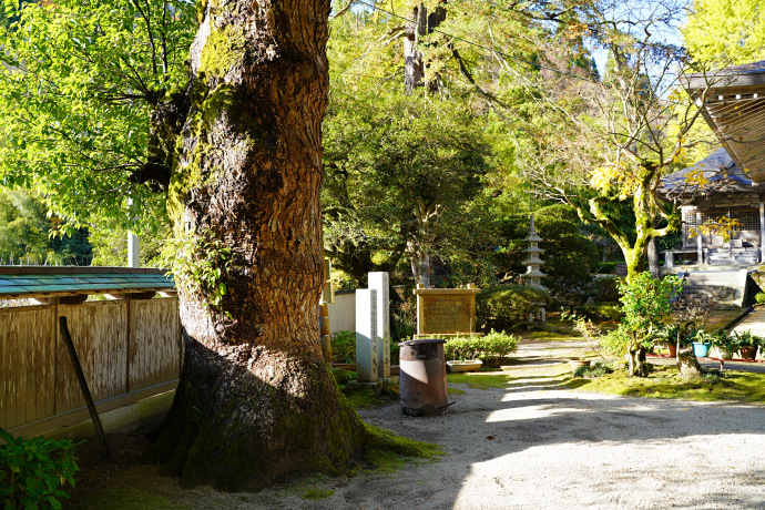 善住寺のクスノキ