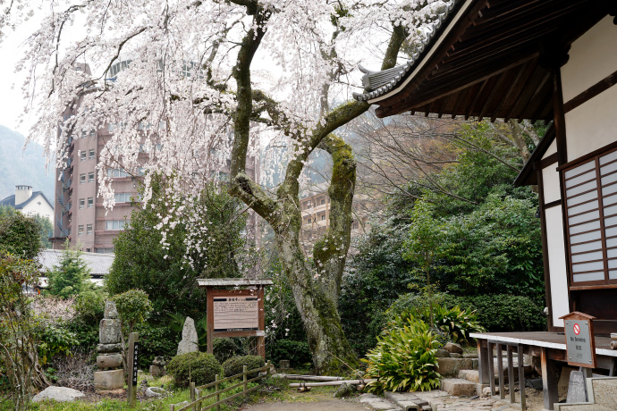 善福寺の糸桜