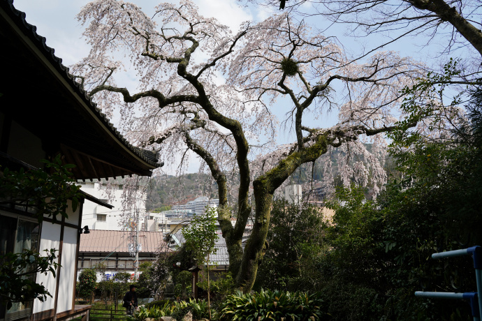 善福寺の糸桜