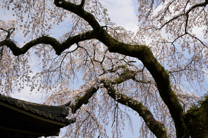 善福寺の糸桜