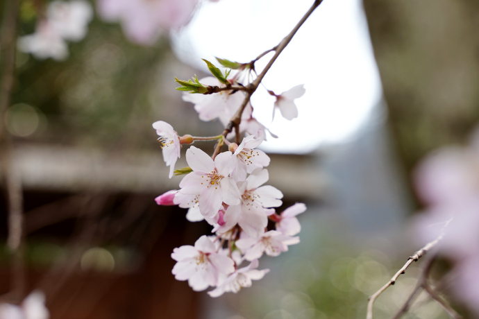 善福寺の糸桜